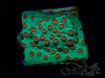 WYSIWYG - WWC Cyphastrea Jingle Bells 3M5