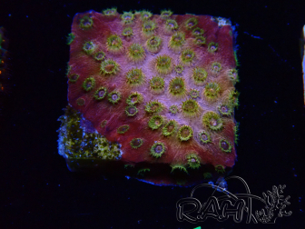 WYSIWYG - WWC Cyphastrea Copper head 3N1