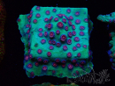 WYSIWYG - Cyphastrea Alien Pox 3N6