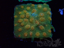 WYSIWYG - Tyree Cyphastrea Red Brick