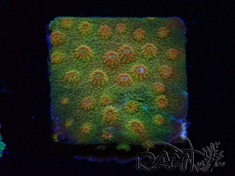 WYSIWYG - Tyree Cyphastrea Red Brick