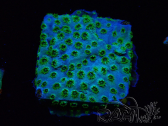WYSIWYG - RAH Cyphastrea Minefiels