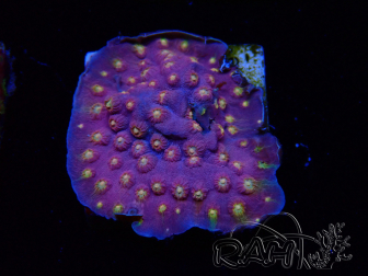 WYSIWYG - WWC Cyphastrea Rainbow Madness