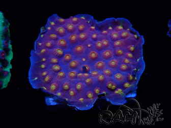 WYSIWYG - WWC Cyphastrea Rainbow Madness 3P5