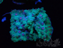 WYSIWYG - RAH Cyphastrea decadia Grün