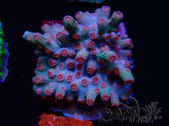 WYSIWYG - RAH Cyphastrea decadia Red 3P10