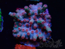 WYSIWYG - RAH Cyphastrea decadia Rosso