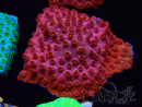 WYSIWYG - AK Candyland Cyphastrea