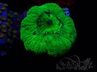 WYSIWYG - RAH Goniastrea Puffy Canary 3Q8