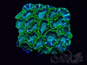 WYSIWYG - RAH Micromussa Jungle Viper A4