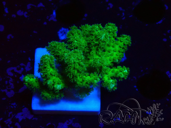 WYSIWYG Pocillopora damicormis gelb-grün