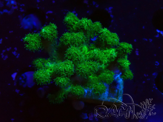 WYSIWYG Pocillopora damicornis jaune vert