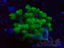 WYSIWYG Pocillopora damicornis jaune vert 1B5