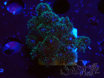 WYSIWYG Pocillopora damicornis pink