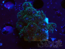 WYSIWYG Pocillopora damicornis rosa