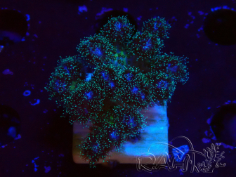 Pocillopora damicornis rosa WYSIWYG