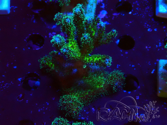 WYSIWYG Pocillopora damicormis Gold insane