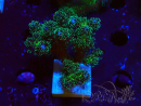 WYSIWYG Pocillopora damicormis Gold insane