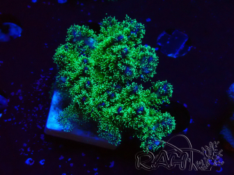 WYSIWYG Pocillopora damicornis tricolor