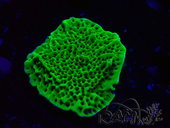 WYSIWYG Montipora confusa 1E4