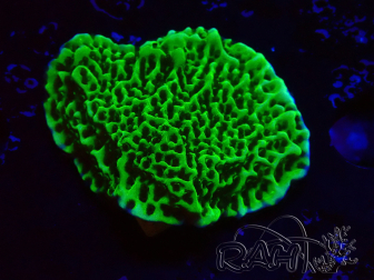 WYSIWYG Montipora confusa 1E6