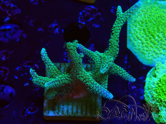 WYSIWYG Seriatopora caliendrum Ibrido (Uccello del paradiso-Neon) 1F6