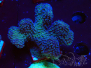 WYSIWYG - Stylophora Cespuglio Rosa e Verde