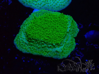 WYSIWYG Montipora Piatto Giallo/Verde