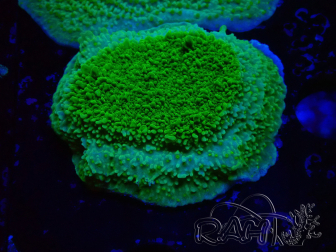 WYSIWYG Montipora Plato Amarillo/Verde
