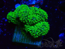 WYSIWYG Stylophora Rose polypes vert fluo 1H1