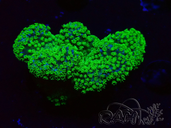 WYSIWYG Stylophora Rose polypes vert fluo 1H4