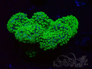 WYSIWYG Stylophora Rosa polipi verde fluorescente