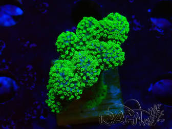 WYSIWYG Stylophora Rosa fluoreszierende grüne Polypen