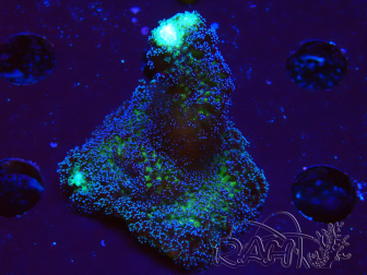 WYSIWYG Stylophora milka 1I3
