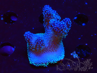 WYSIWYG Stylophora Pink Blue Polyps