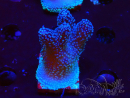WYSIWYG Stylophora Polipi Rosa Blu