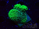 WYSIWYG Green Fluorescent Stylophora