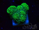 WYSIWYG Stylophora Verde Fluorescente