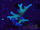 WYSIWYG Seriatopora caliendrum Rosa