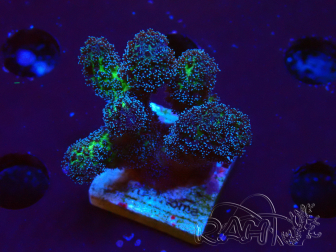 WYSIWYG Stylophora Rosado