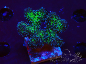 WYSIWYG Stylophora Rosado
