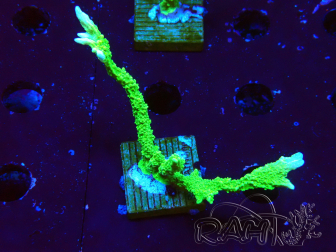 WYSIWYG Montipora stellata 1S4