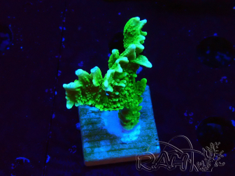 WYSIWYG Montipora stellata 1S5