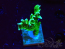 WYSIWYG Montipora stellata 1S5