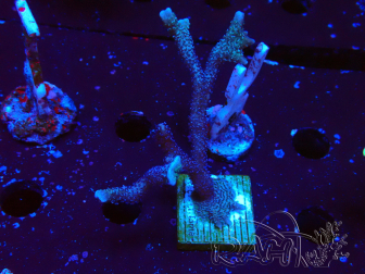 WYSIWYG Montipora Polype Violet