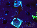 WYSIWYG Montipora Polype Violet 1U2