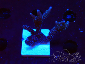 WYSIWYG Montipora Polype Violet 1U5