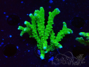 WYSIWYG - BR Green Goblin Anacropora