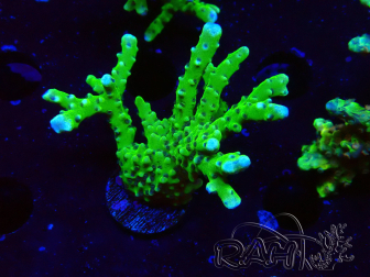 WYSIWYG - BR Green Goblin Anacropora 1V4