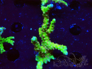 WYSIWYG - AK Goldenrod Anacropora 1W3